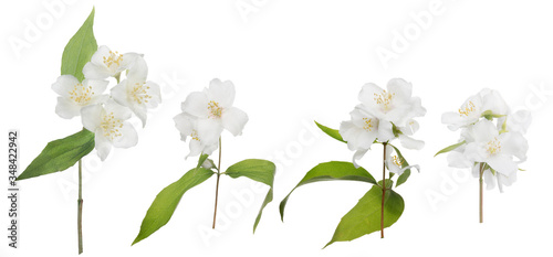 jasmine isolated four branches with large blooms