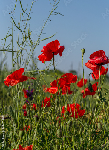 Flowers red poppies bloom in wild field. Beautiful field of red poppies with highlighted focus. Soft light. Toning. Creative Creative Processing Natural Background