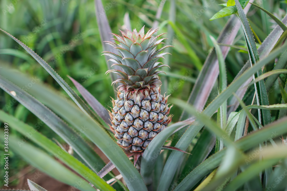 Pineapple trees that are currently bearing fruit, pineapples are planted because they are economic crops and encourage the villagers to grow pineapples and sell them to the fruit translation factory. Pineapple trees that are currently bearing fruit, pineapples are planted because they are economic crops and encourage the villagers to grow pineapples and sell them to the fruit translation factory.