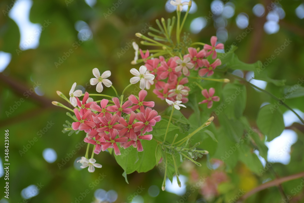Combretum indicum, also known as the Rangoon creeper or Chinese honeysuckle, is a vine with red flower clusters and native to tropical Asia. Combretum indicum, also known as the Rangoon creeper or Chinese honeysuckle, is a vine with red flower clusters and native to tropical Asia.