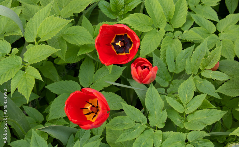 Three tulips with bright red petals, yellow core, black stamens and pistil. The flowers are arranged against a background of green leaves. The view from the top. Three tulips with bright red petals, yellow core, black stamens and pistil. The flowers are arranged against a background of green leaves. The view from the top.