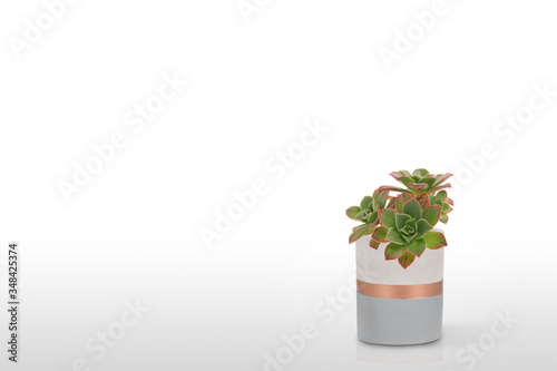 Suculent plant  in vase pot isolated on white background