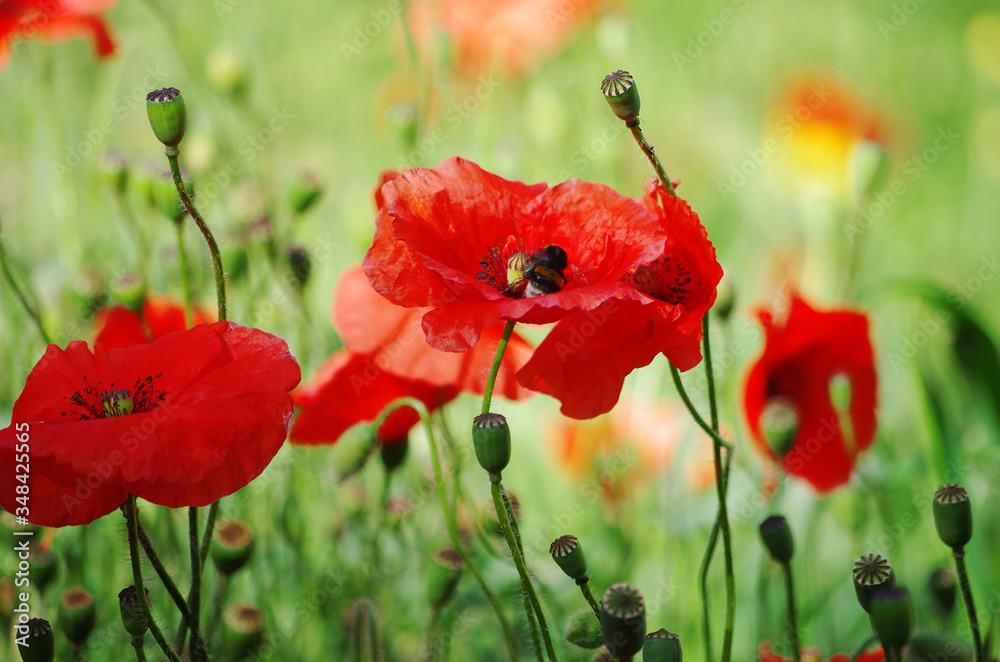 Obraz premium Blooming scarlet poppies on a background of a summer meadow.