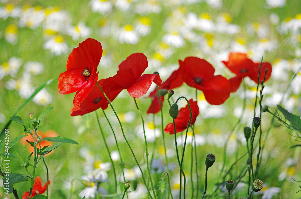 Obraz premium Blooming scarlet poppies on a background of a summer meadow.