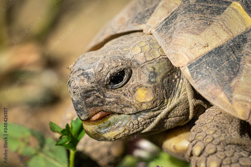 A tortoise biting into a green leaf