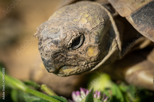 Portrait of a tortoise on a sunny day in spring