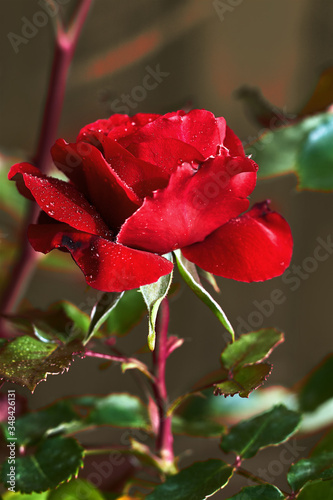 Beautiful rose with red petals