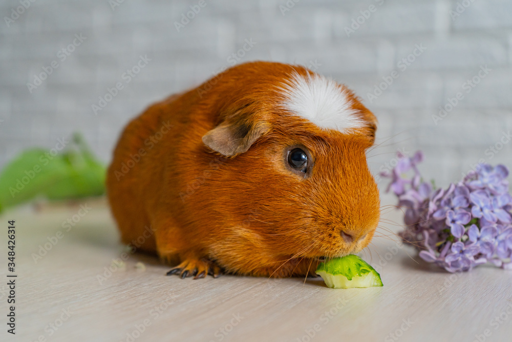 The red domestic guinea pig (Cavia porcellus), also known as cavy or domestic cavy The red domestic guinea pig (Cavia porcellus), also known as cavy or domestic cavy