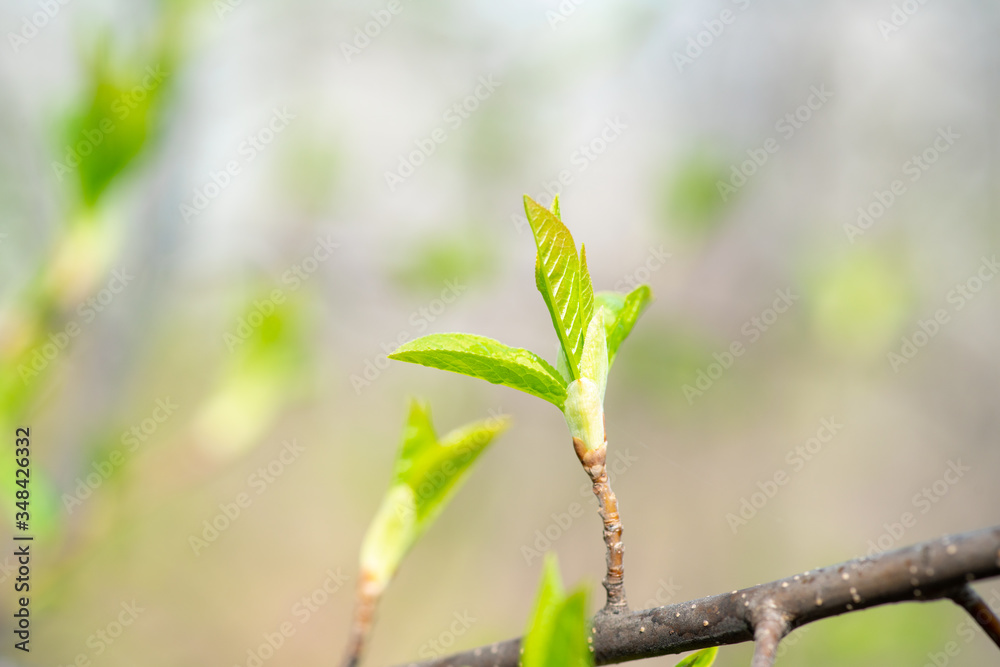 Bird cherry tree with new green leaves in the garden. Selective focus. Bird cherry tree with new green leaves in the garden. Selective focus.