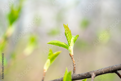 Bird cherry tree with new green leaves in the garden. Selective focus.
