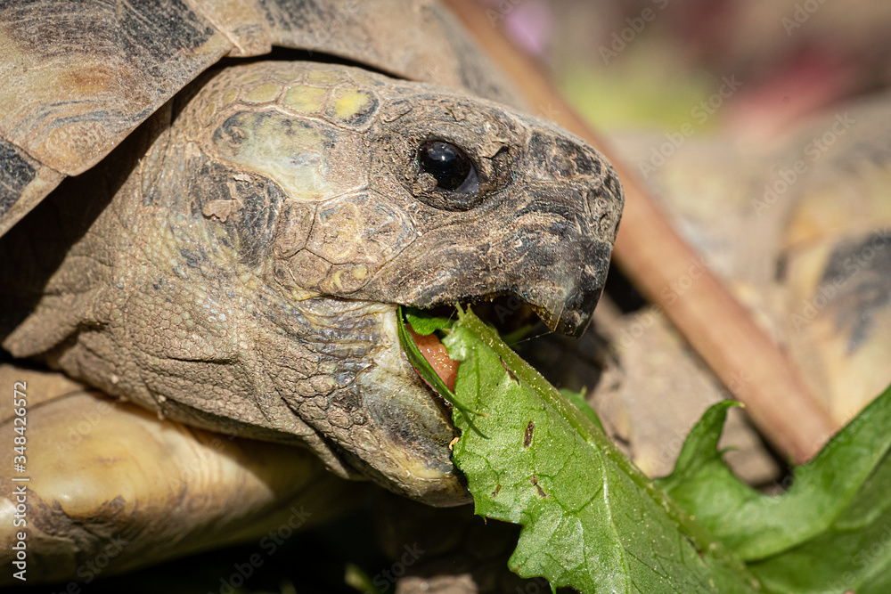 Obraz premium A tortoise biting into a green leaf