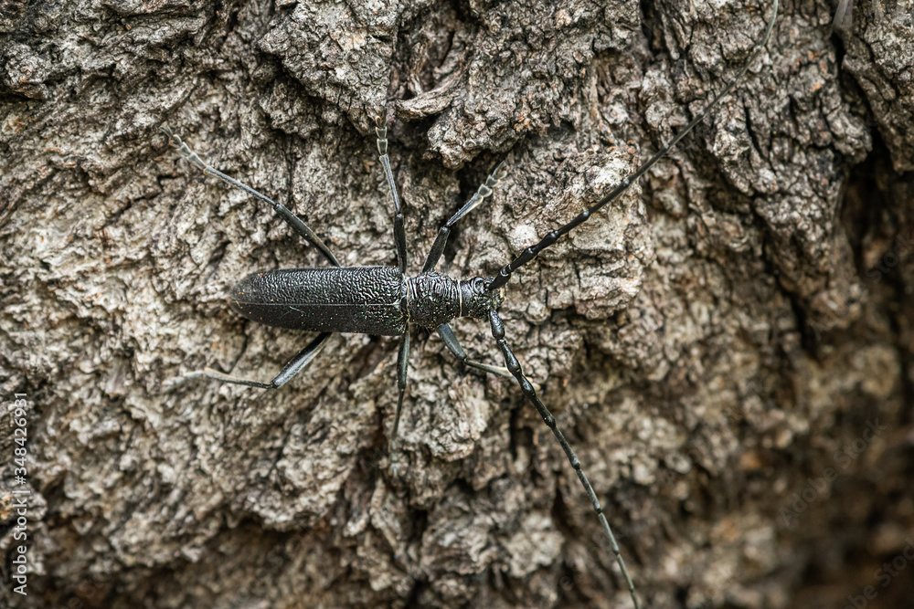 A capricorn beetle sitting on a tree trunk A capricorn beetle sitting on a tree trunk