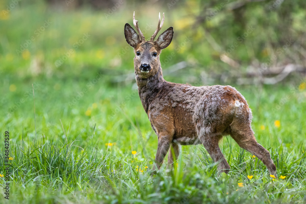 Roe deer buck with pieces of winter fur in spring grass and flowers, Capreolus capreolus, Slovakia Roe deer buck with pieces of winter fur in spring grass and flowers, Capreolus capreolus, Slovakia