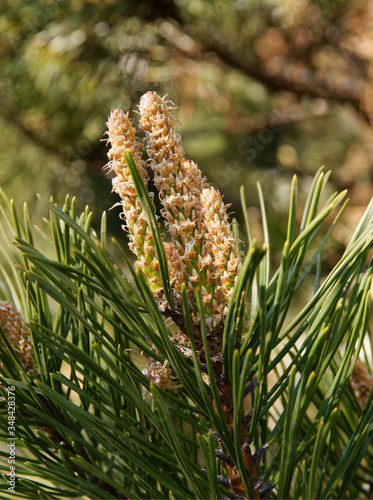 pine tree at spring with growing needles