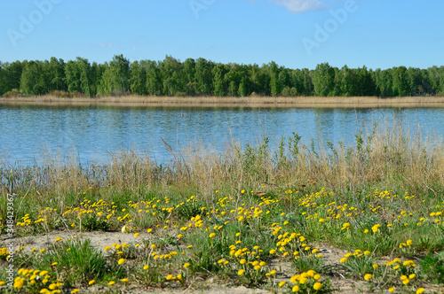 wild flowers in the lake