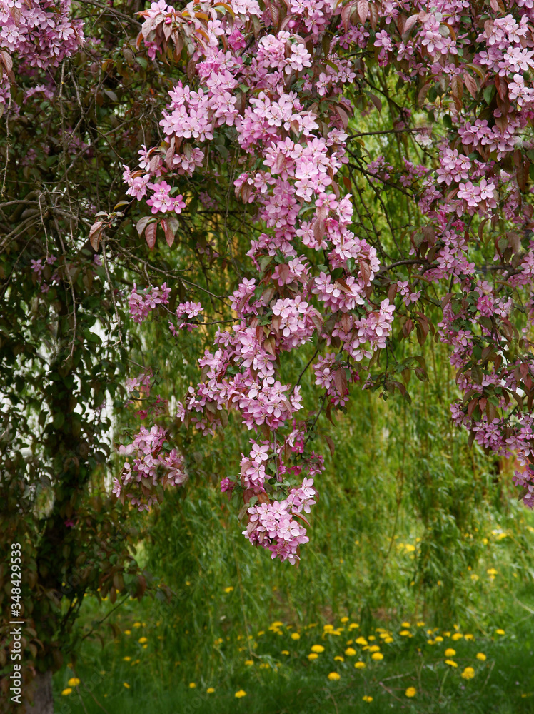 pink flowers of Crab apple tree at spring pink flowers of Crab apple tree at spring