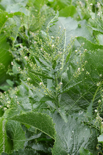 horse-radish on the plant, with small flowers