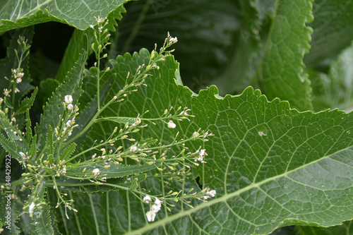 horse-radish with flowers, on the plant