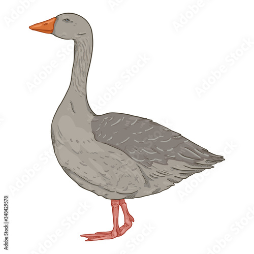 Vector Cartoon Gray Goose