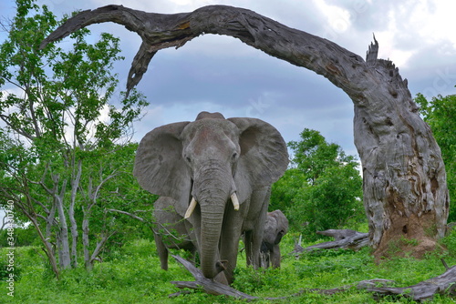 Big wild african elphant with tusks, radar-like ears looks full face photo