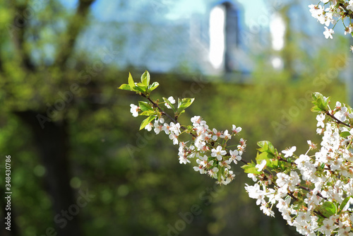 Beautiful blooming cherry tree on a sunny spring day close-up. Natural background
