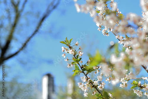 Beautiful blooming cherry tree on a sunny spring day close-up. Natural background