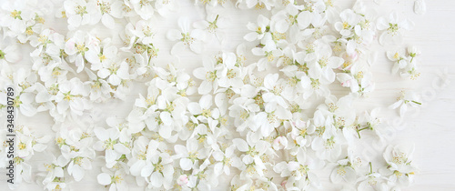 White apple flowers blossom background. Beautiful spring pattern of white flowers, top view..