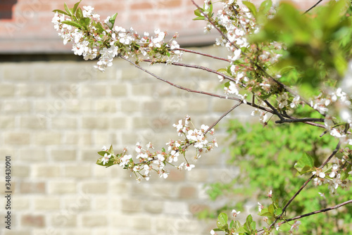 Beautiful blooming cherry tree on a sunny spring day close-up. Natural background