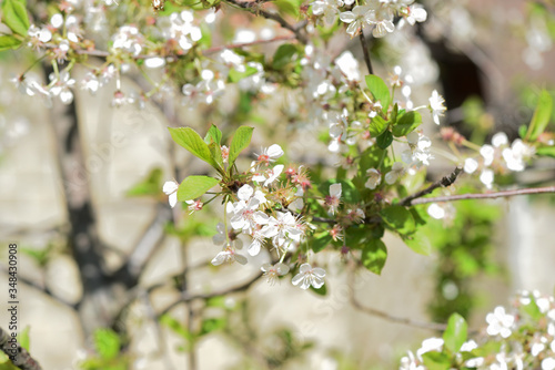 Beautiful blooming cherry tree on a sunny spring day close-up. Natural background