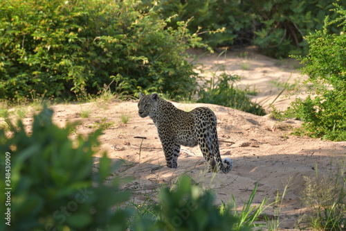 Leopard standing still in a bush. Safari in Kruger park  South Africa.