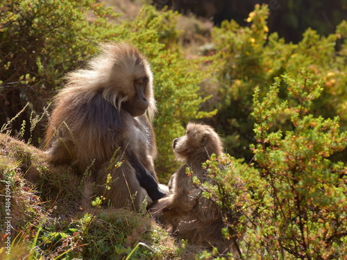 Photography Gelada monkey with baby, Simien mountains, Ethiopia (bleeding heart baboon)
