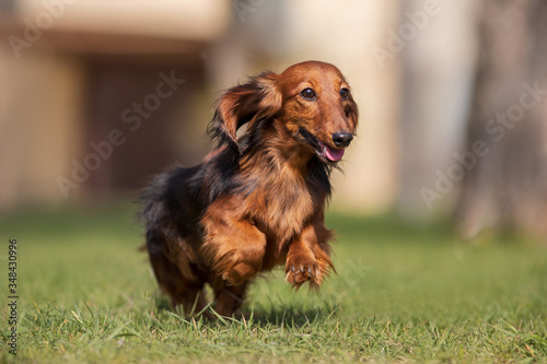 dog dachshund breed in the park