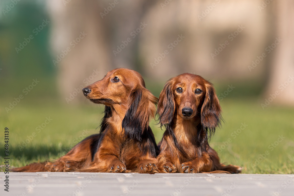 dog dachshund breed in the park