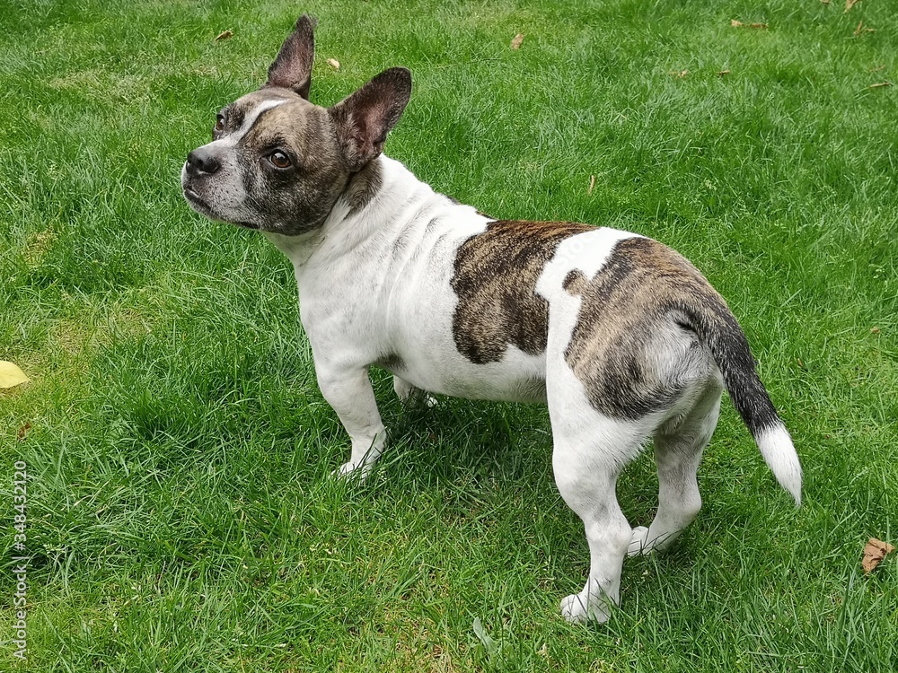  Chibull stands in the grass and looks back. Cross between French bulldog and chihuahua.