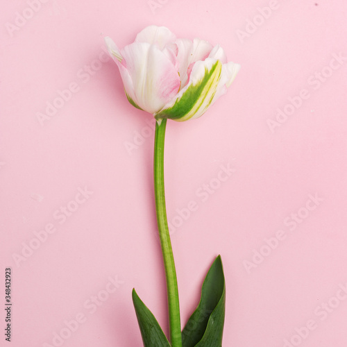 Delicate decorative flowers on a pink background.