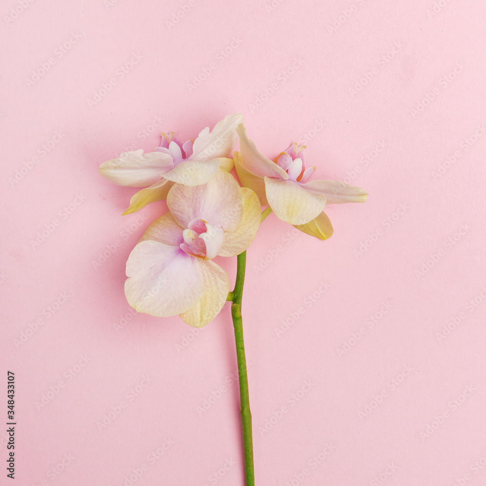 Fototapeta premium Delicate decorative flowers on a pink background.