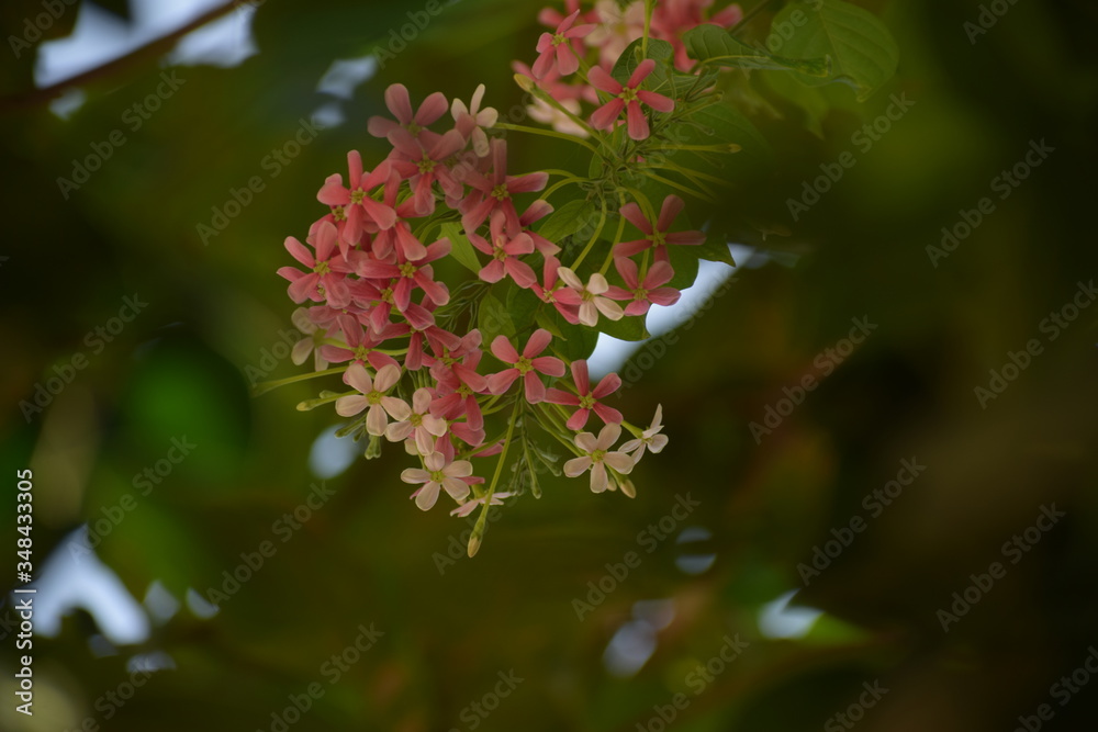 Combretum indicum, also known as the Rangoon creeper or Chinese honeysuckle, is a vine with red flower clusters and native to tropical Asia. Combretum indicum, also known as the Rangoon creeper or Chinese honeysuckle, is a vine with red flower clusters and native to tropical Asia.