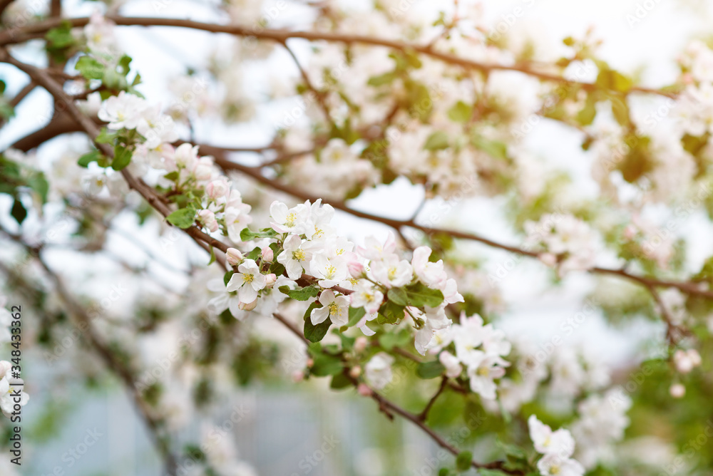 apple blossom in spring apple blossom in spring