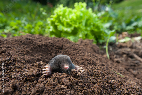 Garden mole peeking out of  the hole in the garden