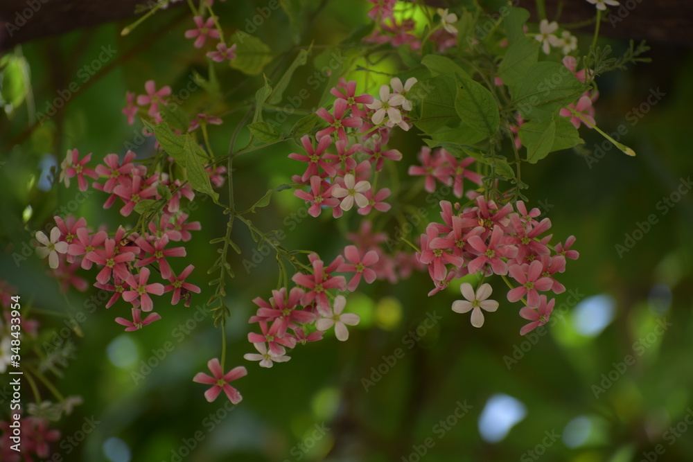 Combretum indicum, also known as the Rangoon creeper or Chinese honeysuckle, is a vine with red flower clusters and native to tropical Asia. Combretum indicum, also known as the Rangoon creeper or Chinese honeysuckle, is a vine with red flower clusters and native to tropical Asia.