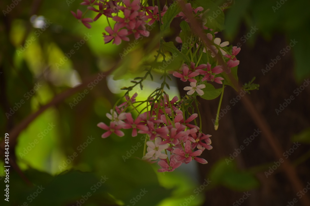 Combretum indicum, also known as the Rangoon creeper or Chinese honeysuckle, is a vine with red flower clusters and native to tropical Asia. Combretum indicum, also known as the Rangoon creeper or Chinese honeysuckle, is a vine with red flower clusters and native to tropical Asia.