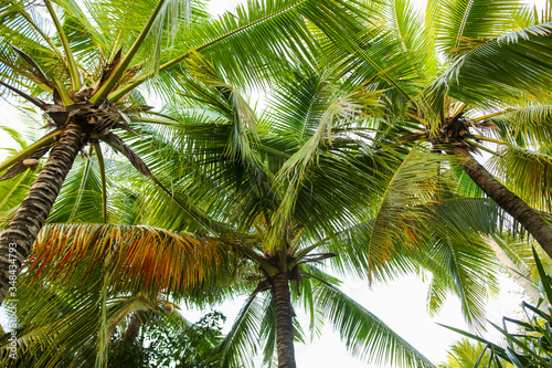 Large green branches on coconut trees