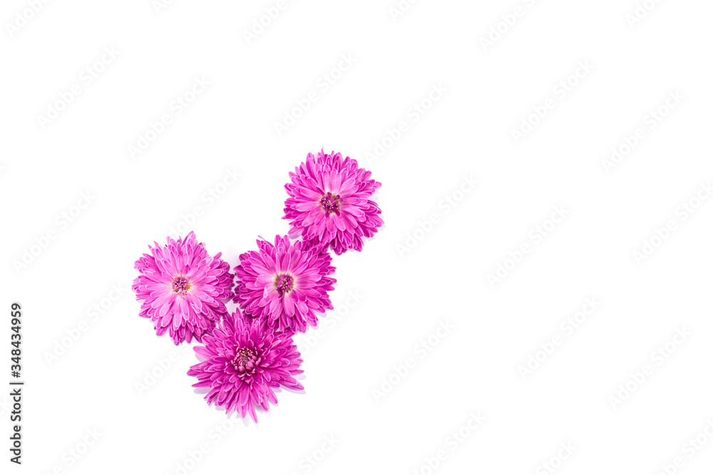 Bright pink chrysanthemums on white isolated background.