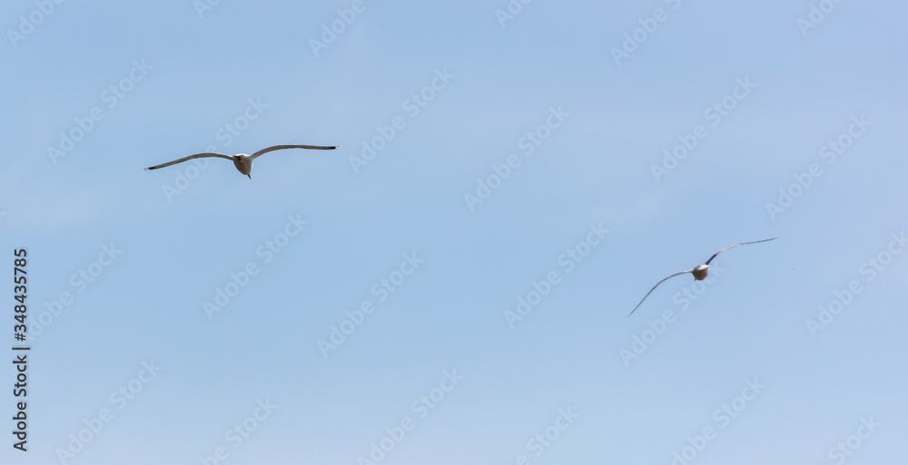 Two seagull birds fly in the sky. Two seagull birds fly in the sky.