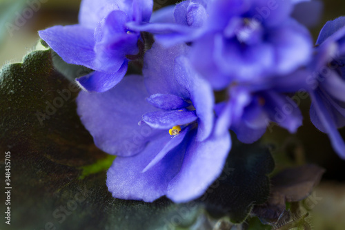 Houseplant blooming violet bright blue.