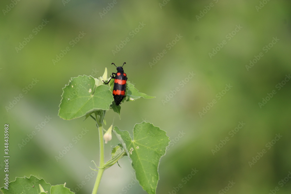 Fototapeta premium red bug on a leaf