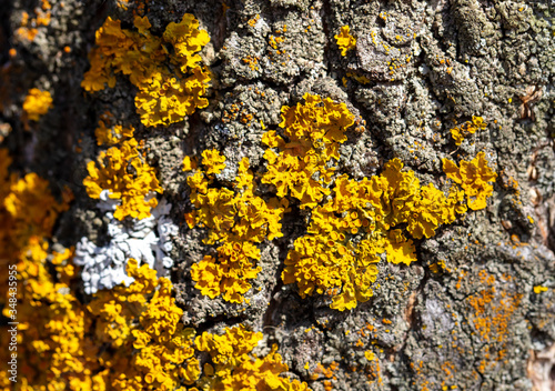 Yellow moss on a tree bark as a background.