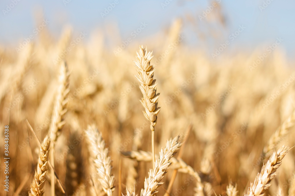 Ears of wheat or barley on the field. Good harvest concept, cereals, natural product. Narrow focus Ears of wheat or barley on the field. Good harvest concept, cereals, natural product. Narrow focus
