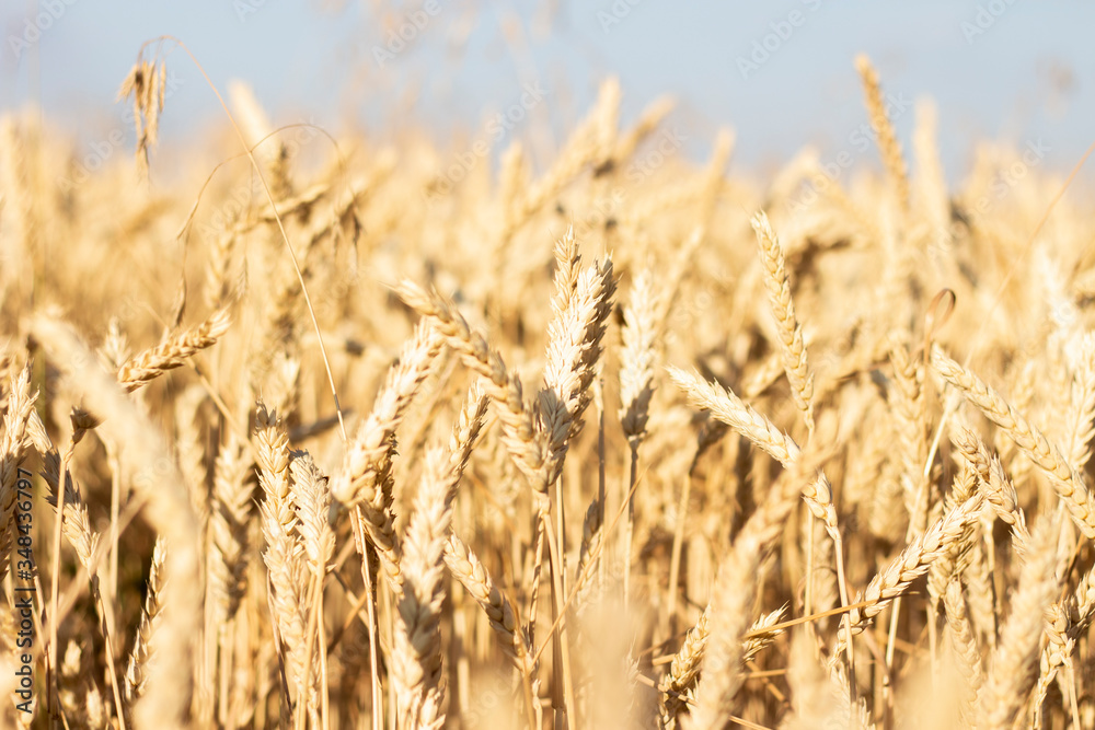 Ears of wheat or barley on the field. Good harvest concept, cereals, natural product. Narrow focus Ears of wheat or barley on the field. Good harvest concept, cereals, natural product. Narrow focus