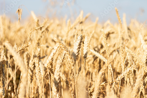 Ears of wheat or barley on the field. Good harvest concept, cereals, natural product. Narrow focus